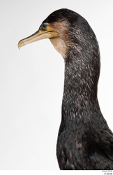 Neck Head Bird Animal photo references